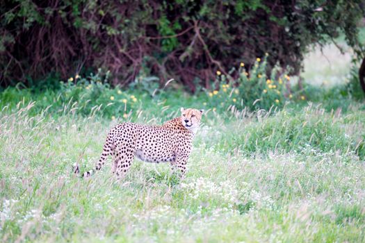 A cheetah in the grassland in the savannah of Kenya