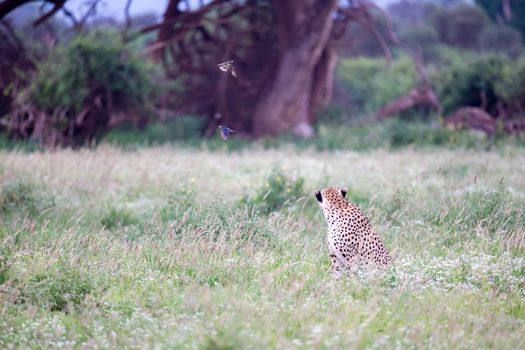 Cheetah in the grassland in the national park in Kenya