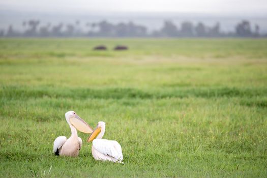 A pelican birds are standing in the green grass