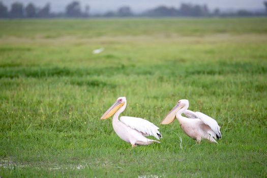 A pelican birds are standing in the green grass