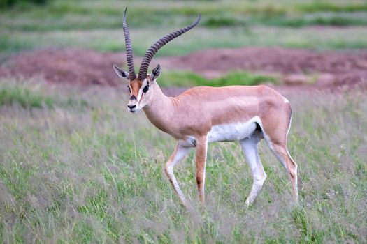 One antelope is standing beween the plants in the savannah