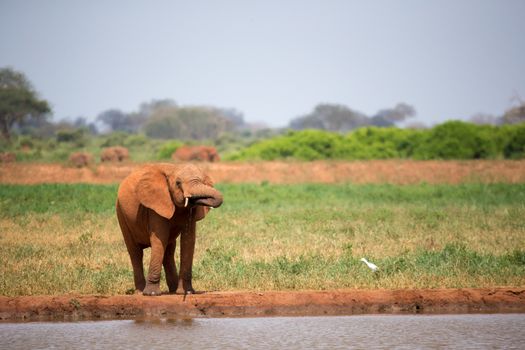 A red elephant is drinking water from the waterhole