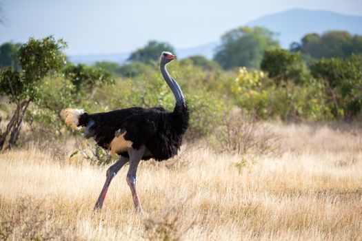 One ostrich in the landscape of the savannah in Kenya