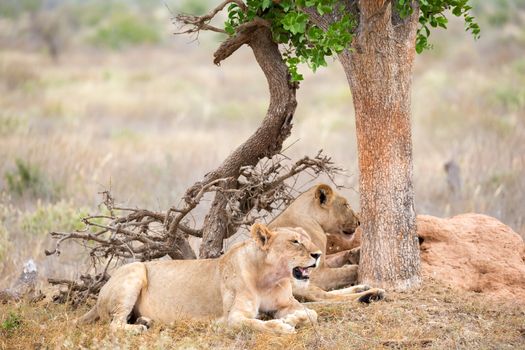 Some lions rest in the shade of a tree