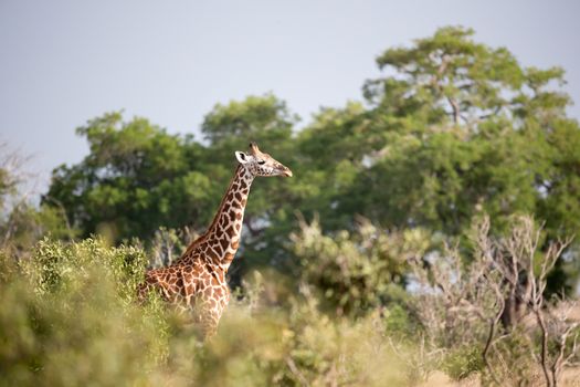 Giraffe is standing between the bush and trees in the savannah of Kenya