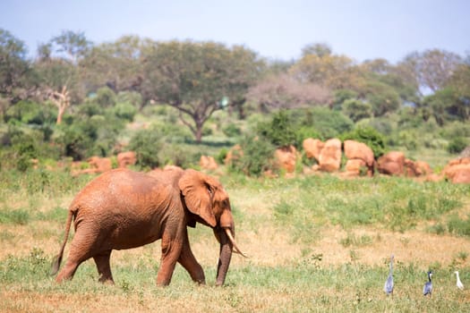 A red elephant is walking in the savannah of Kenya