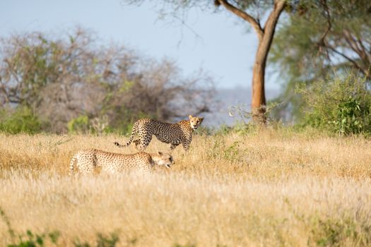 A Cheetah in the grassland of the savannah in Kenya