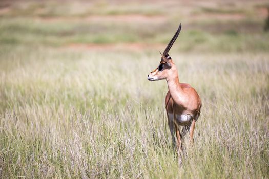 The antelopes in the grass landscape of Kenya