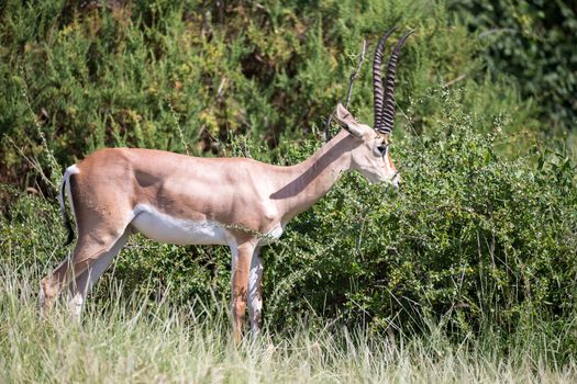 A native species of antelope in the meadow