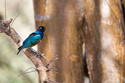 Very colorul native birds sit on branches