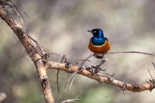 Very colorul native birds sit on branches