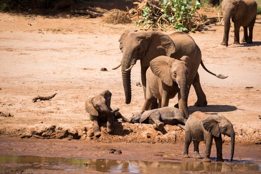 One large elephant family is on the bank of a river