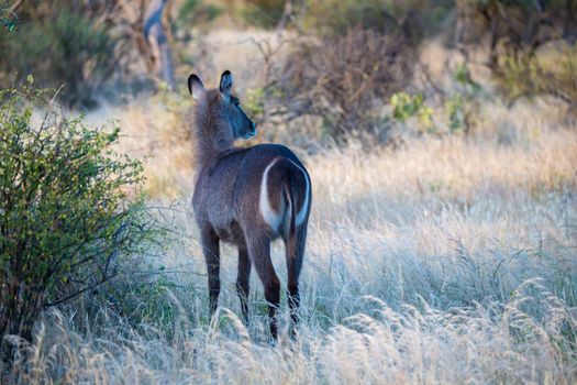 A native species of antelope in the meadow