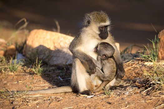 The monkey with a baby monkey in the arm