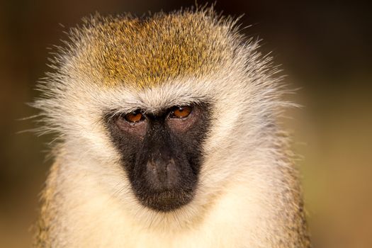 A portrait of a monkey in the savannah of Kenya
