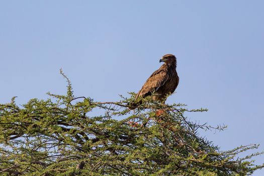 One eagle in the crown of a tree