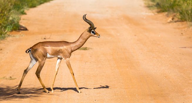 A Gazelle Gerenuk in the savannah of Kenya
