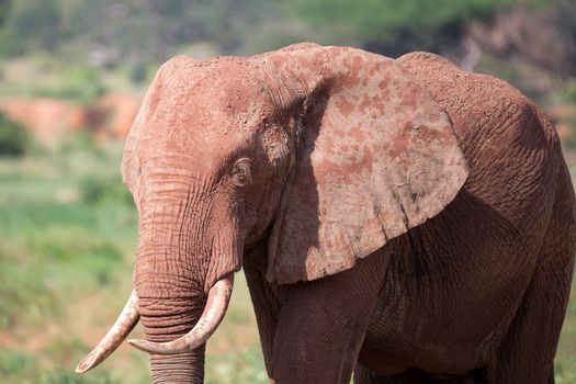 A face of a red elephant taken up close