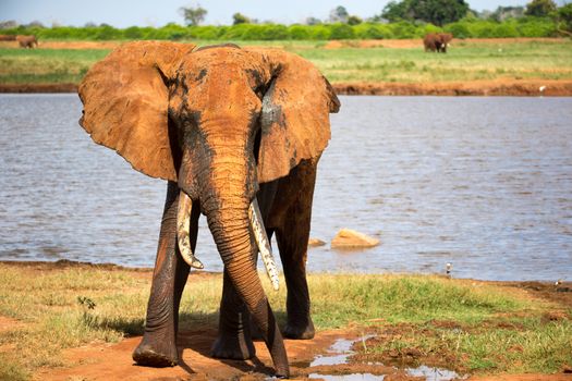 One big red elephant after bathing near a water hole