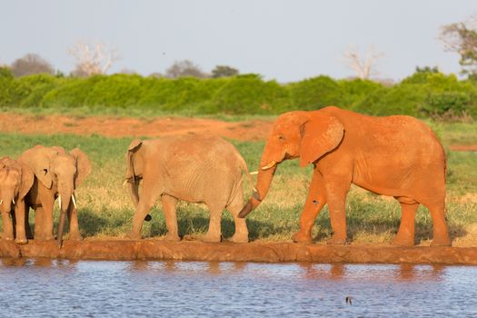 The family of red elephants at a water hole in the middle of the savannah