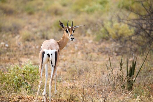 Some native antelopes in the grassland of the Kenyan savannah