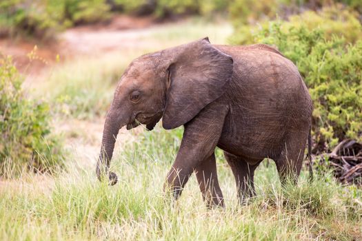 Some elephants walk among the trees and shrubs