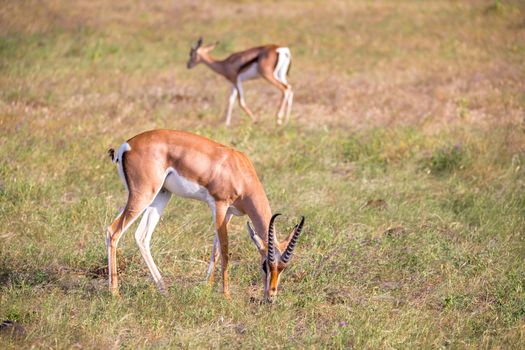 Some native antelopes in the grassland of the Kenyan savannah