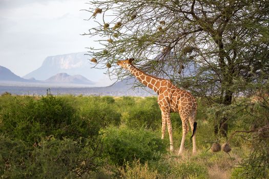 Some giraffes between the acacia trees in the savannah of Kenya