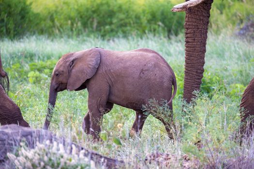 Some elephants walk among the trees and shrubs
