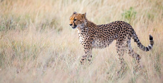 One portrait of a cheetah in the grass landscape