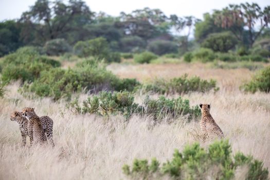 The cheetahs are running in the savannah in the tall grass