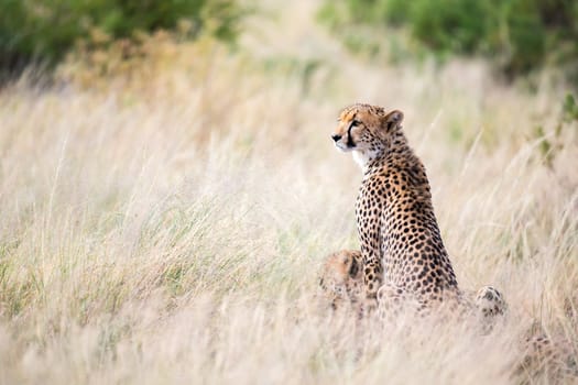 The cheetah sits in the savannah looking for prey