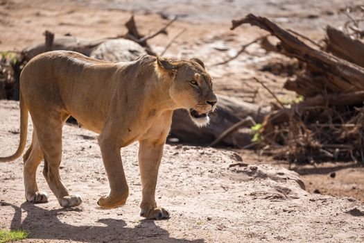 One lion walks through the savannah in Kenya