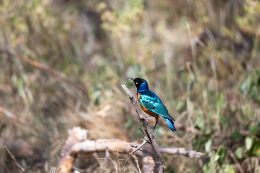 Very colorul native birds sit on branches