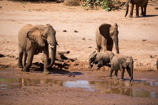 One large elephant family is on the bank of a river