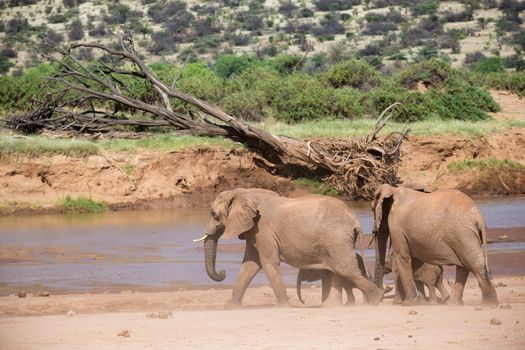 An elephant familiy on the banks of a river in the middle of the National Park