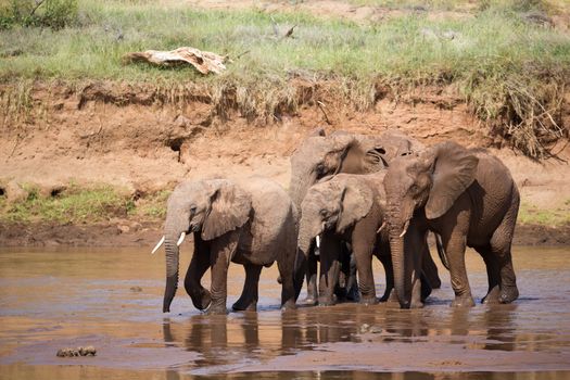 An elephant familiy on the banks of a river in the middle of the National Park