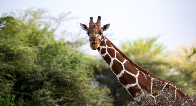A face of a giraffe in close-up