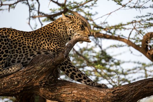One leopard rests on the branch of a tree