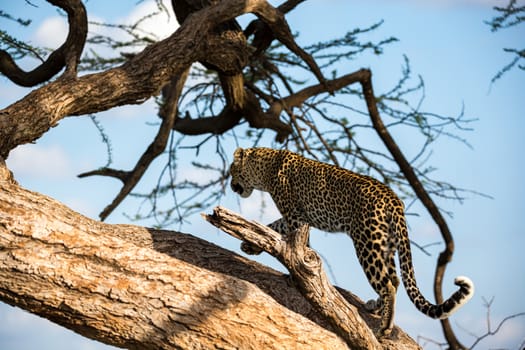 One leopard is walking up and down the tree on its branches