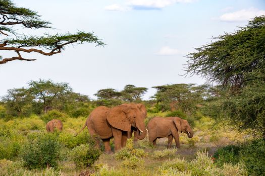 One elephant family goes through the bushes