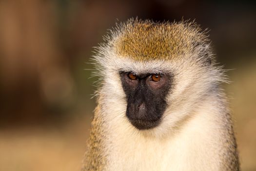 A portrait of a monkey in the savannah of Kenya