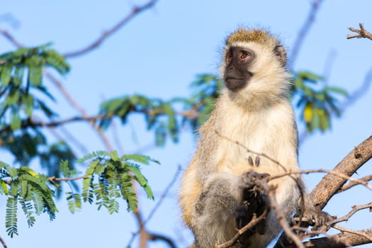 One monkey sits on the branch of a tree
