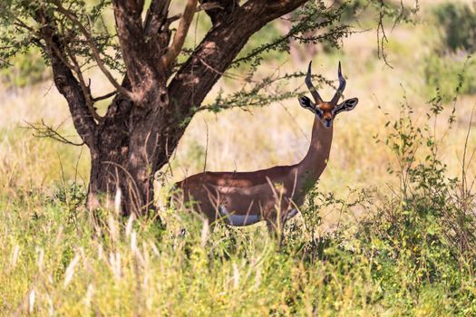 A Gazelle Gerenuk in the savannah of Kenya