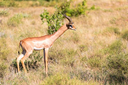 A Gazelle Gerenuk in the savannah of Kenya