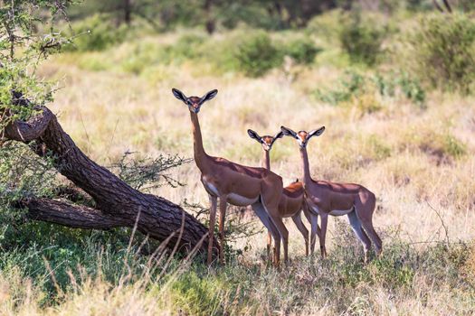 The gerenuk in the kenyan savanna looking for food