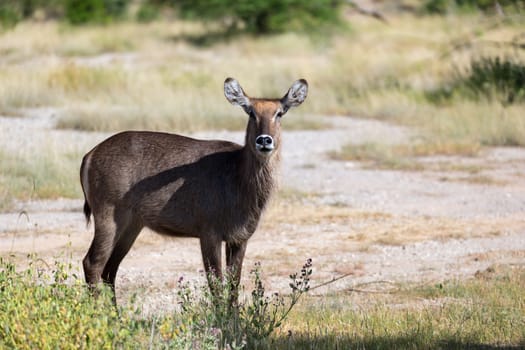 An antelope in the middle of the savannah of Kenya