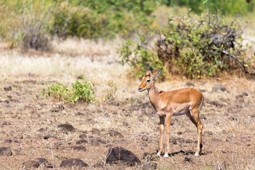 An antelope in the middle of the savannah of Kenya
