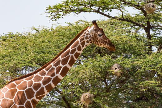 The closeup of a giraffe with many plants in the background