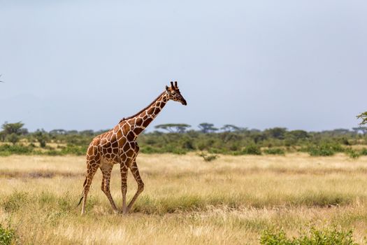 One giraffe walk through the savannah between the plants